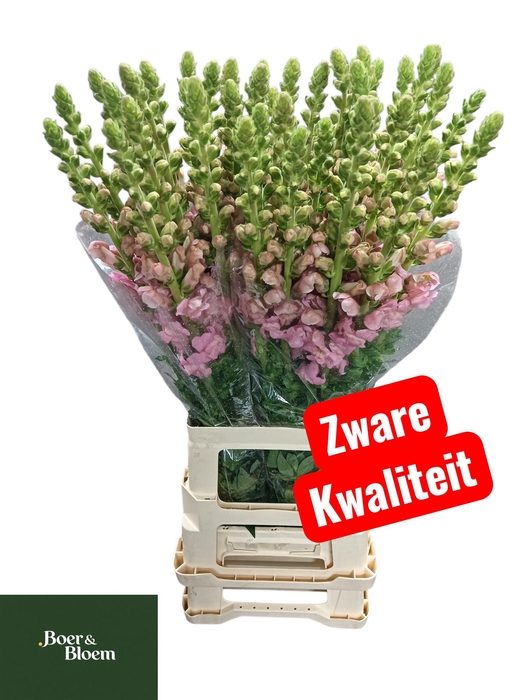 <h4>ANTIR POTO EARL PINK</h4>