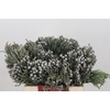 Kaaps Groen Silver Brunia