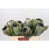 Protea Barbigera Snow Leopard Air