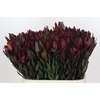 Leucadendron Saf Sunset Dark R.