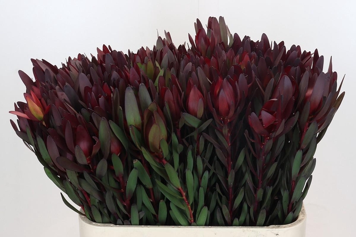 Leucadendron Saf Sunset Dark R.