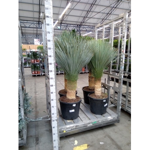 Yucca rostrata
