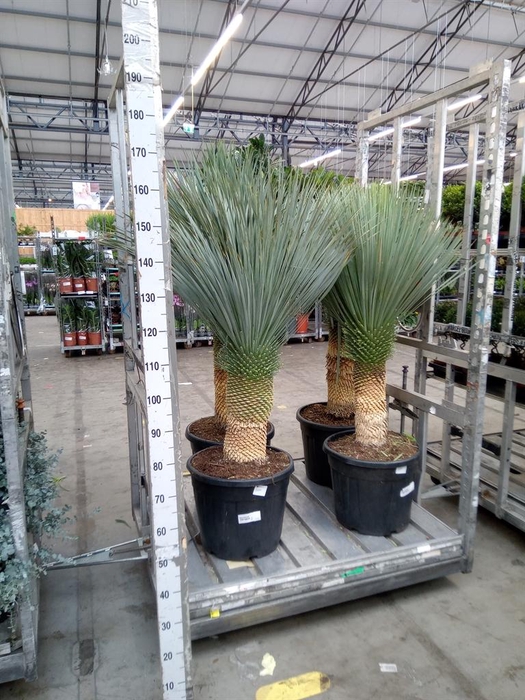 <h4>Yucca rostrata</h4>