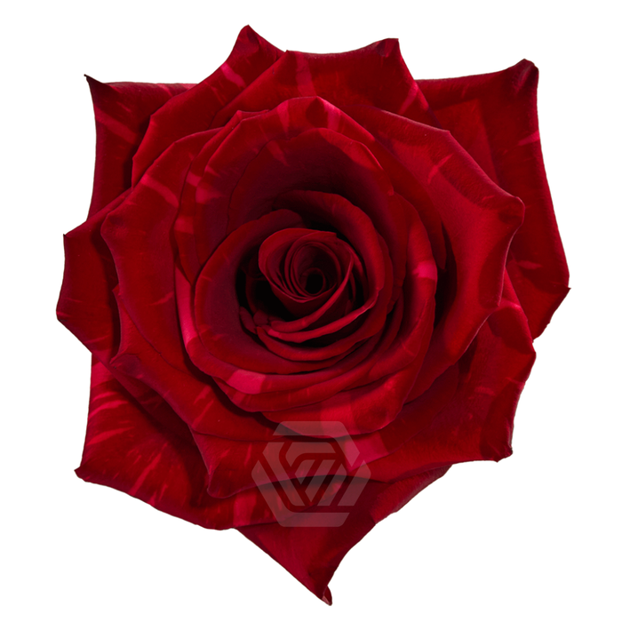 <h4>R GR RED PANTHER Tessa</h4>