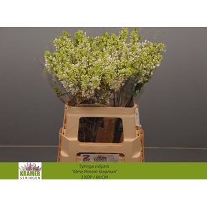 SYR V MME FL STEPMAN