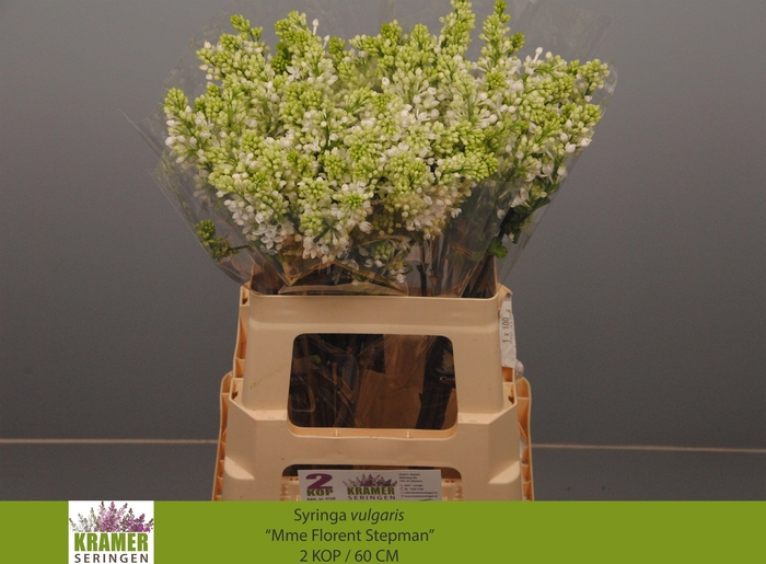 <h4>SYR V MME FL STEPMAN</h4>