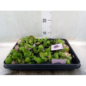 Arr.  Dischidia