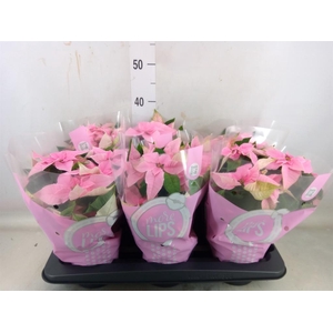 Euphorbia pulc. 'Princ Pink'