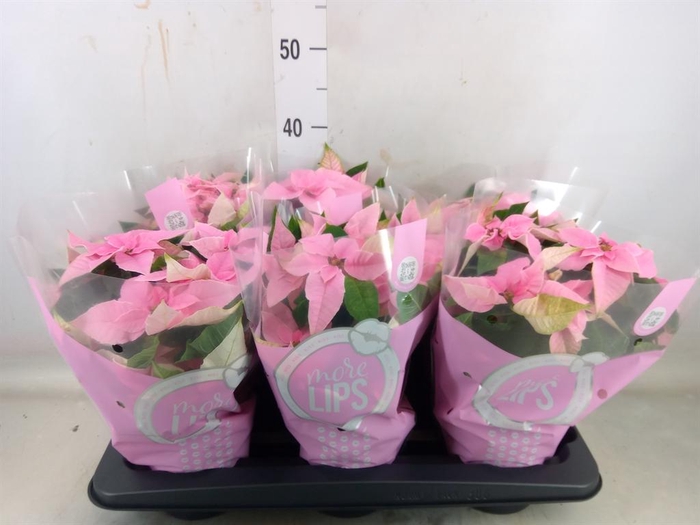 <h4>Euphorbia pulc. 'Princ Pink'</h4>
