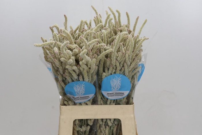 <h4>Amaranthus Yearming Desert</h4>