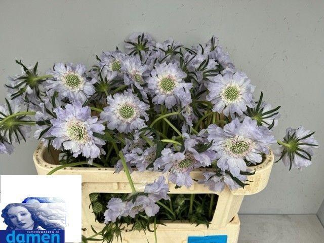 <h4>SCAB C JISCA</h4>