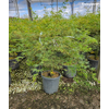 Acer palmatum