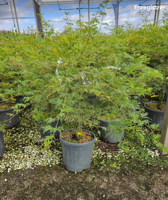 Acer palmatum