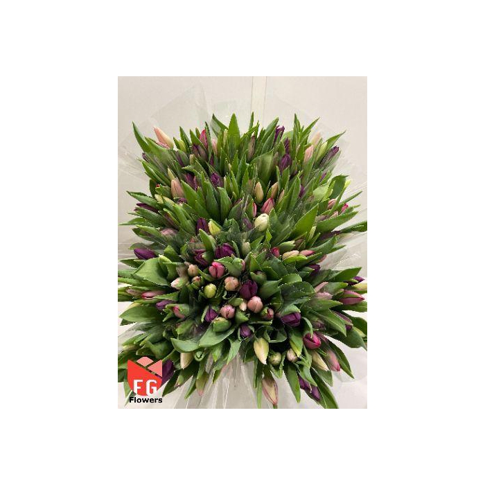 <h4>TU EN GEM Pastel Plastic</h4>