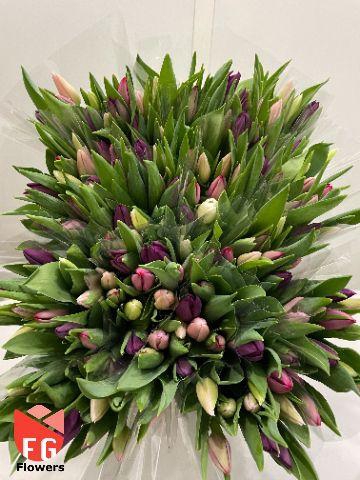 <h4>Tu En Gem Pastel Plastic</h4>