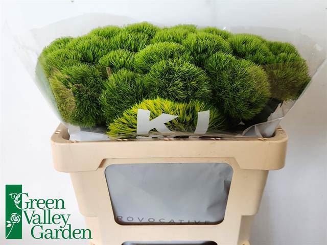 <h4>DIANTHUS BARB. 'KIWI MELLOW'</h4>