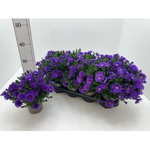 Aster D Al D Purp La