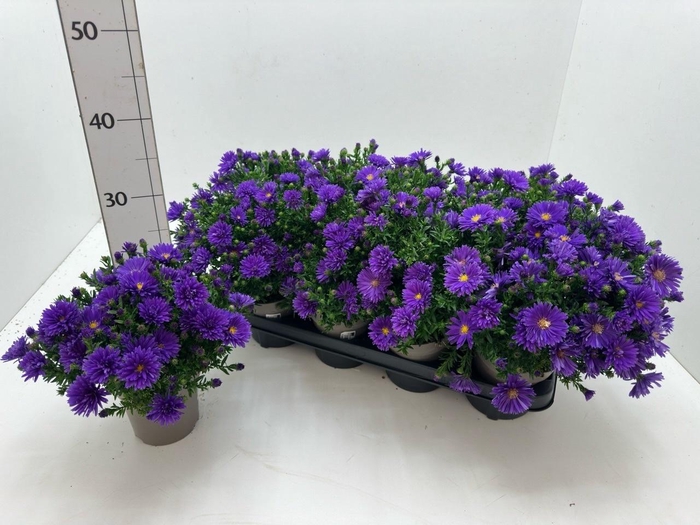 <h4>ASTER D AL D PURP LA</h4>