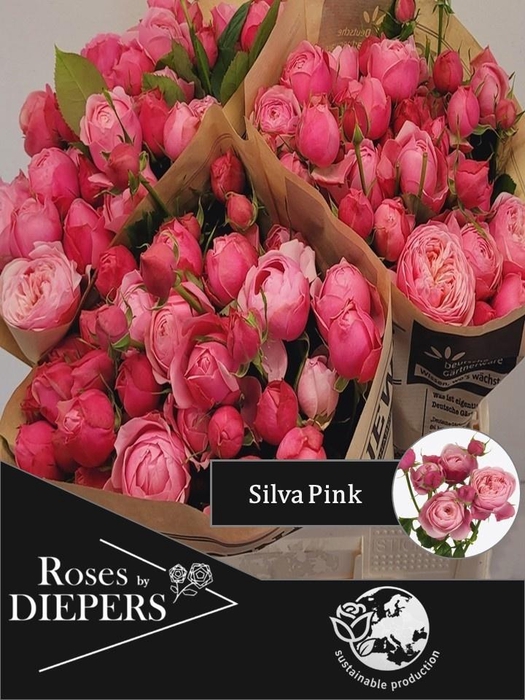 <h4>R TR SILVA PINK+</h4>