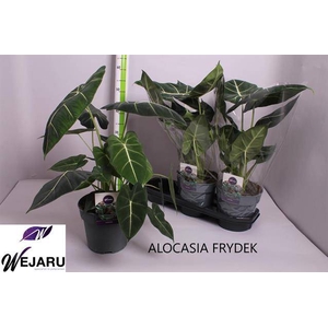 Alocasia Frydek 19Ø 50cm 1pp