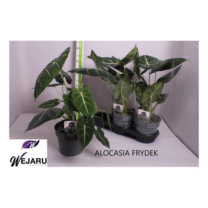<h4>Alocasia Frydek 19Ø 50cm 1pp</h4>