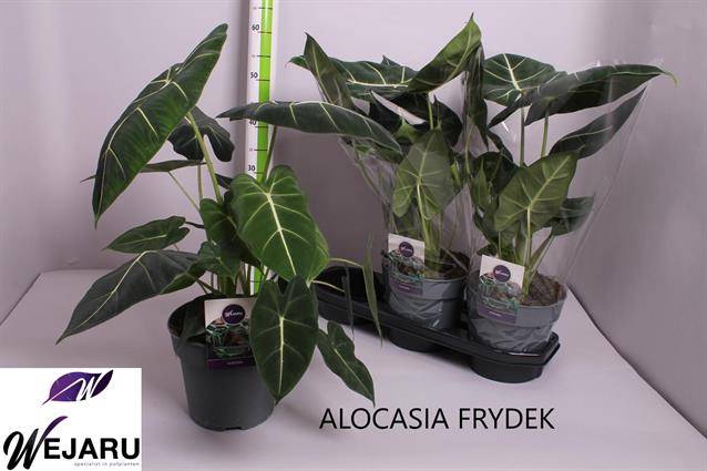 Alocasia Frydek 19Ø 50cm 1pp
