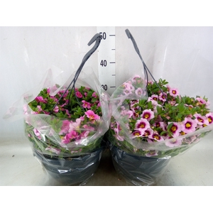 Hanging baskets