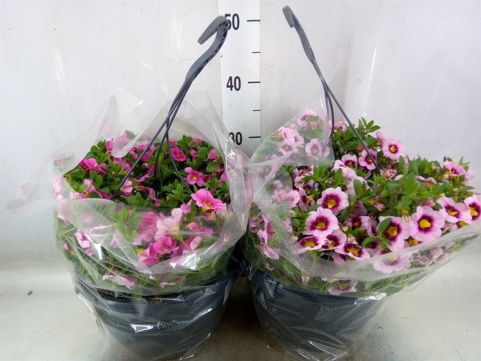 <h4>Hanging baskets</h4>