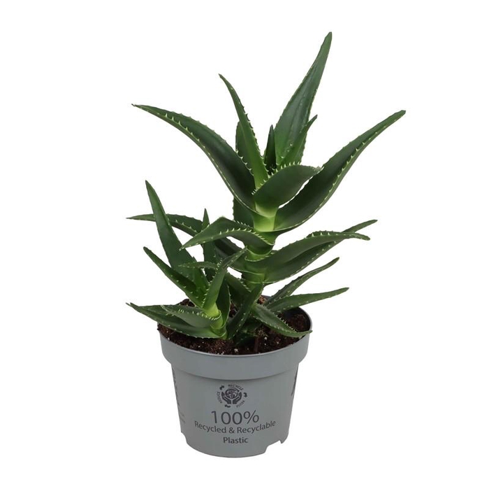 <h4>ALOE VERA p12 Mitroformis</h4>