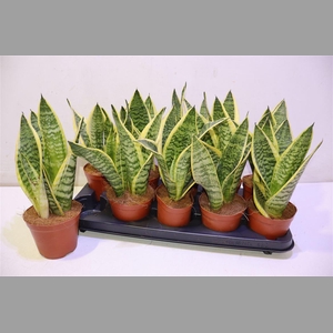 Sansev Futura Superb