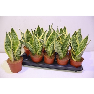 arr8 Sansev Futura Superb