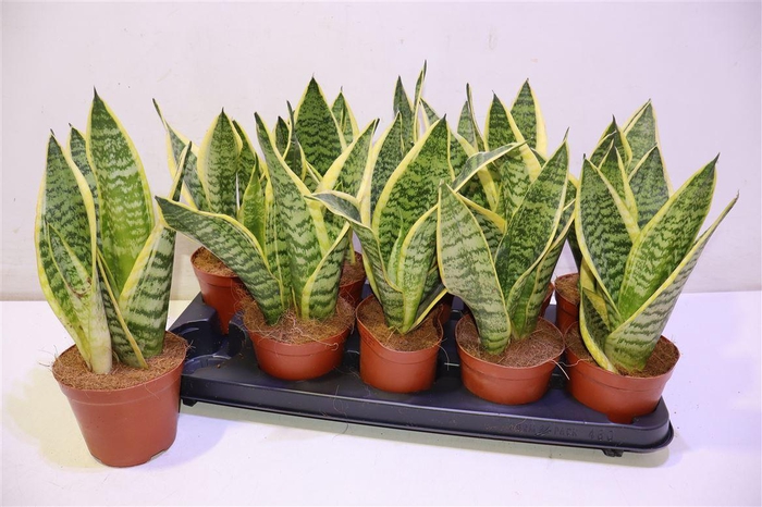 <h4>Sansev Futura Superb</h4>