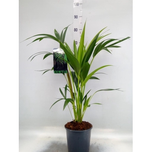 Howea forsteriana
