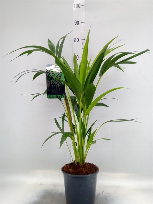 <h4>Howea forsteriana</h4>