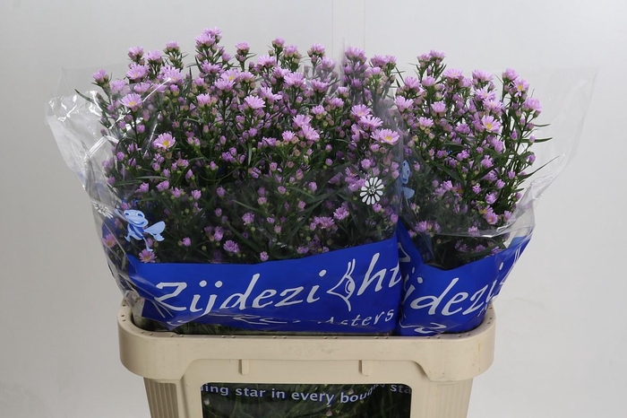 <h4>Aster Claudia</h4>