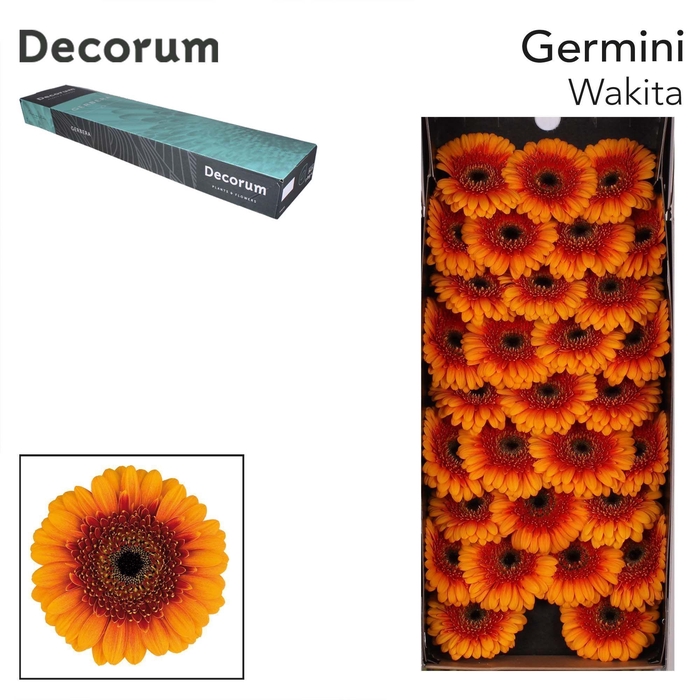 <h4>GE MI WAKITA Doos x60</h4>