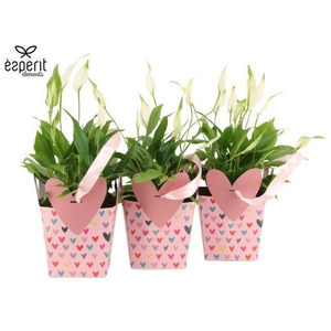 2501121: Solutionss Lovess Spathiphyllum