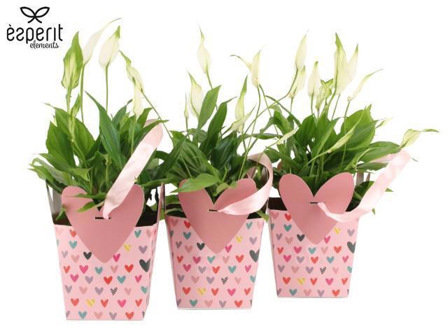<h4>2501121: Solutionss Lovess Spathiphyllum</h4>