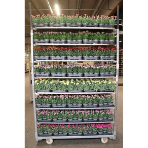 arr8 Dian Mixkar 7 Kleur 1 Klr Per Tray