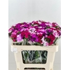 Dianthus Ba Am Neon Mix 