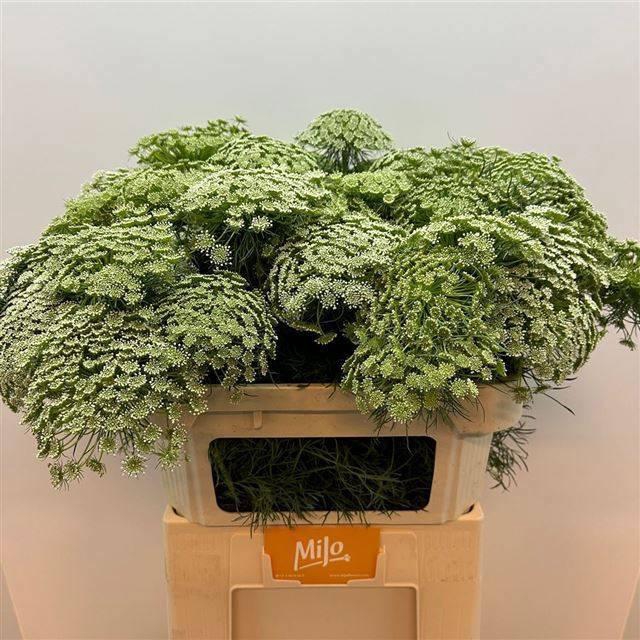 <h4>AMMI VIS CASABLANCA</h4>