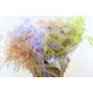 Asp Kbh Lang Easter Mix