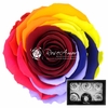 Lplus Rainbow Pin02