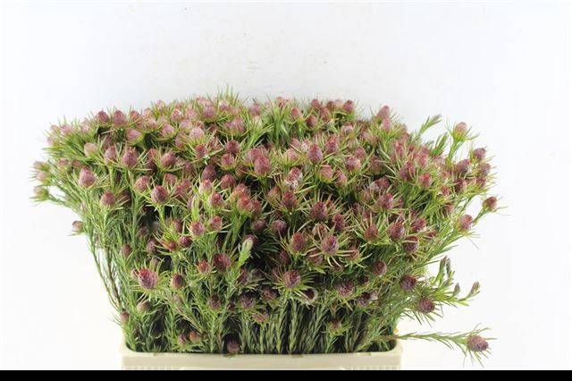 <h4>LEUCAD JUBILEE CROWN</h4>