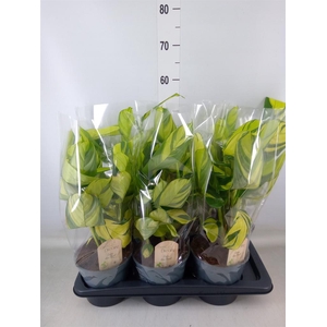 Ctenanthe pilosa 'Mosaic'