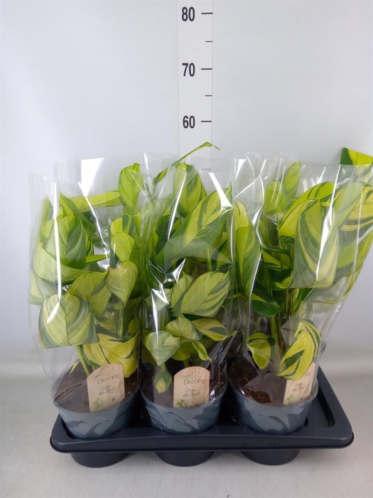 <h4>Ctenanthe pilosa 'Mosaic'</h4>