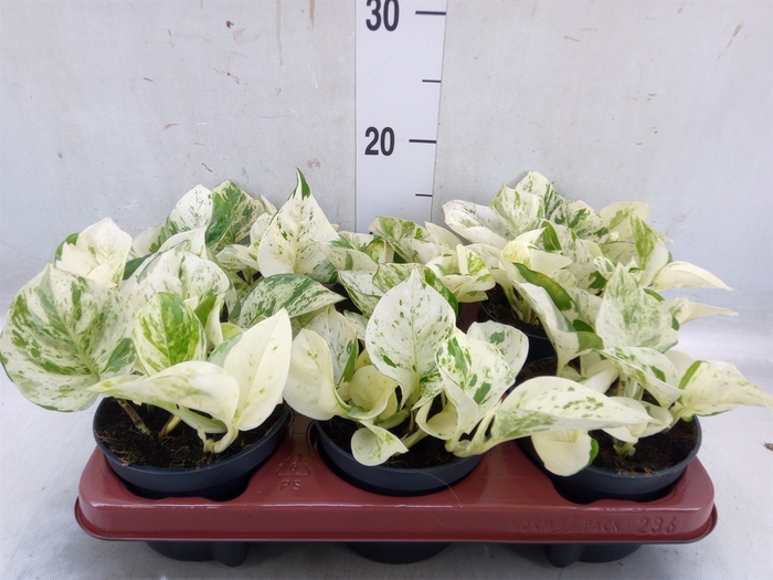 <h4>Epipremnum pinn. 'Happy Leaf'</h4>