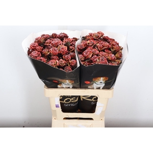 R Tr Wx Flaming Browny Xl