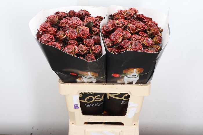 <h4>R Tr Wx Flaming Browny Xl</h4>