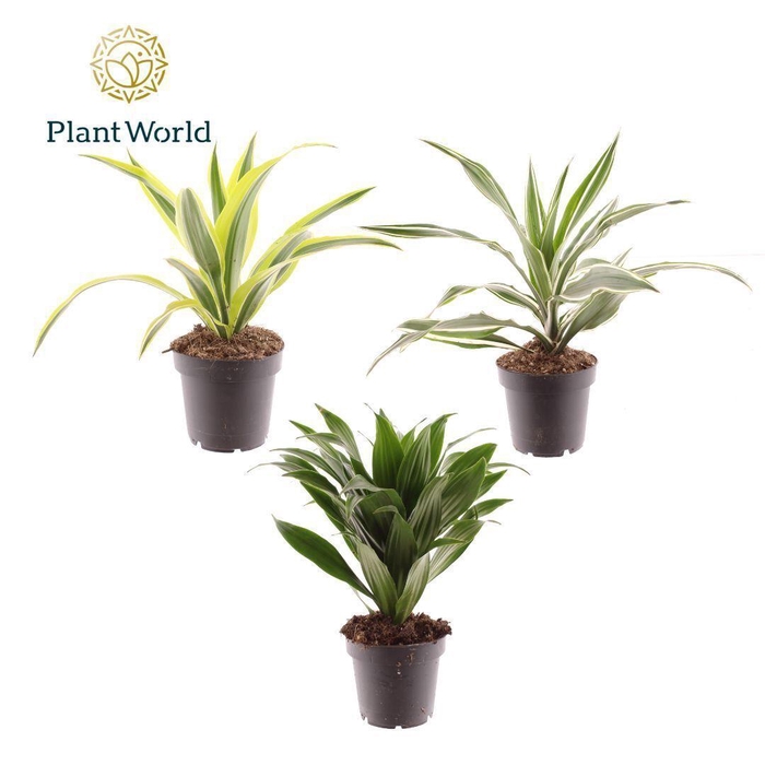 <h4>Dracaena Fragrans gemengd</h4>